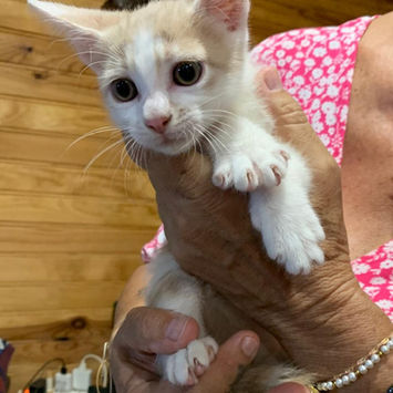 ELIOT, chat créole blanc et roux à adopter, dans les bras