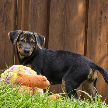 BELMA, chienne berger créole noire et feu à adopter, debout dans un jardin, de profil, tête tournée vers son côté gauche