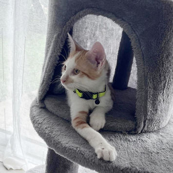 LEVI, chat type européen roux et blanc à adopter. couché dans un arbre à chat, regardant sur le côté