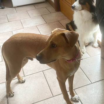 CHOUPY, chien berger créole à adopter. Découvrez notre association ZANG !