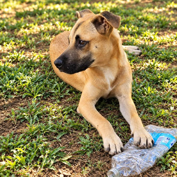EZIO, chien croisé berger malinois fauve masque noir à adopter, couché dans l'herbe, tête tournée vers sa droite, une bouteille en plastique écrasée entre ses pattes avant