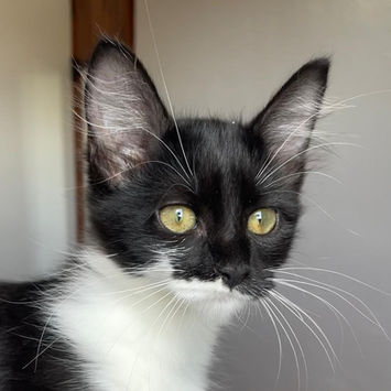 PIAH, chatte type européen noire et blanche à adopter, debout, uniquement tête visible, oreilles dressées