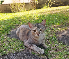 RAYA 1D - Moyenne.jpeg