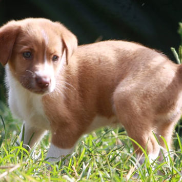 SANDY , chien berger créole à adopter. Découvrez notre association ZANG !