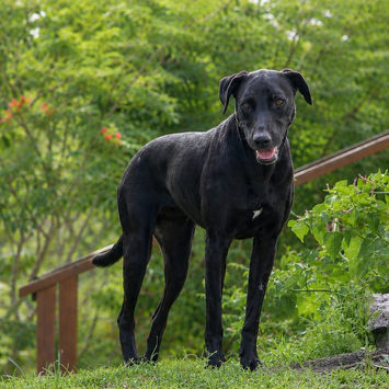 USLA, chienne berger créole noire à adopter, debout sur l'herbe en haut de marche