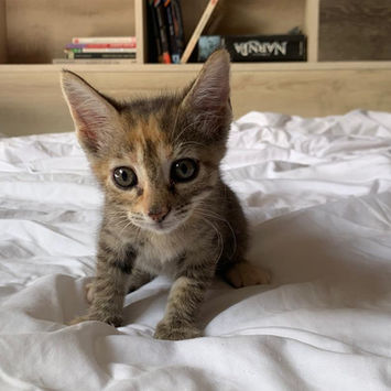 AYOLA, chatte type européen à adopter. Découvrez notre association ZANG !