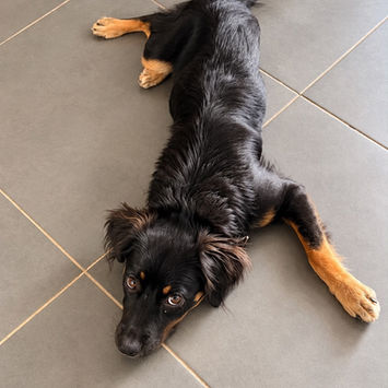 BAÏLA, chienne berger créole noire et feu à adopter, couchée tête au sol, patte avant gauche sur sa droite