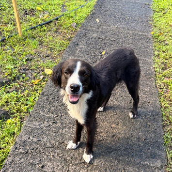 JAPPY, chienne croisée border collie, noire et blanche, debout en extérieur