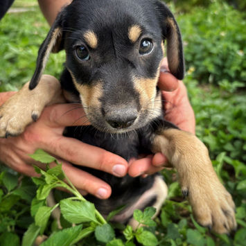 AELYS, chienne berger créole noire et feu à adopter, dans les mains d'un humain, assise dans l'herbe faisant les yeux doux