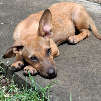MIRIEL, chienne berger créole à adopter. Découvrez notre association ZANG !