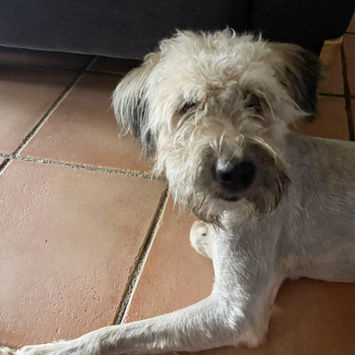 CHAPLIN, chien griffon créole à adopter. Découvrez notre association ZANG !