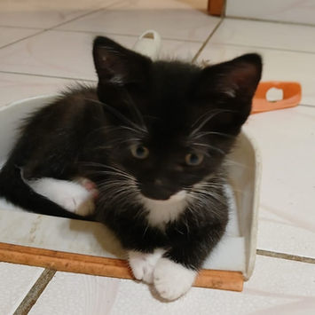 BAGHERRA, chatte type européen noire et blanche à adopter, couchée dans une pelle tête levée