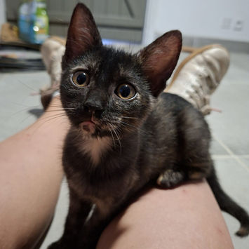 ASTRID, chatte européen à adopter. Découvrez notre association ZANG !