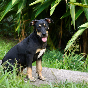 MYRTILLE, chienne croisée beauceron noire et feu à adopter, assise sur un chemin en béton au milieu d'un jardin, de profil, tête tournée vers sa droite