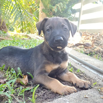 KOALY, chienne berger créole à adopter. Découvrez notre association ZANG !