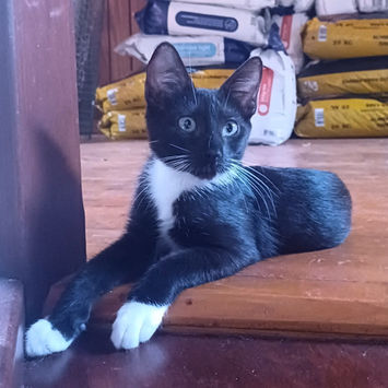 HUGGY-WUGGY, chat type européen à adopter. Découvrez notre association ZANG !
