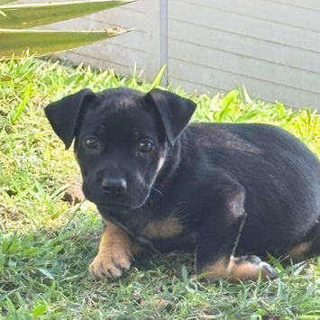 THALIE, chienne berger créole noire et feu à adopter, couchée dans l'herbe, tête levée