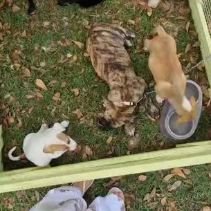 Départ des chiens et chats adoptés