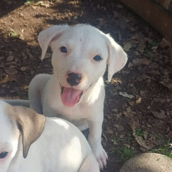 JOLIET, chienne croisée labrador à adopter. Découvrez notre association ZANG !