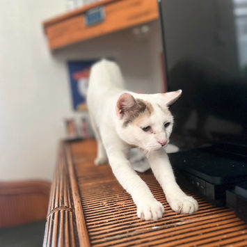 PARIS, chatte type européen blanche et rousse à adopter, s'étirant sur un meuble devant un téléviseur