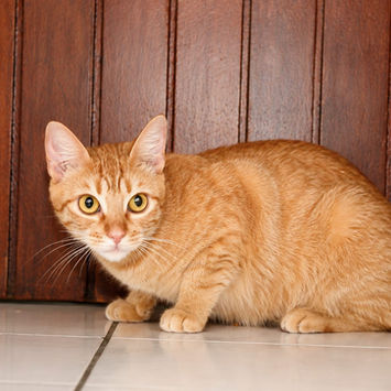 PRALINE, chatte type européen rousse à adopter, couchée devant un mur en bois, tête levée regardant sur sa gauche
