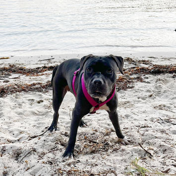 XENA, chienne berger créole à adopter. Découvrez notre association ZANG !
