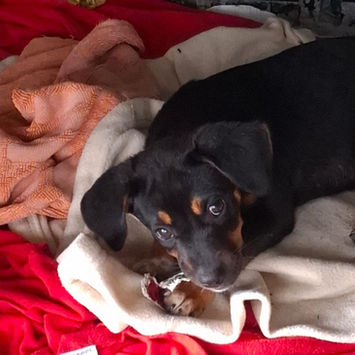 RIGA, chienne berger créole noire et feuà adopter , couchée sur une couverture, jouant à mordiller un jeu