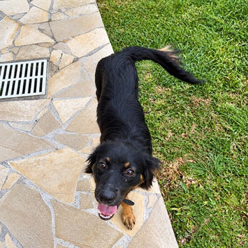 BAÏLA, chienne berger créole noire et feu à adopter, debout au bord d'une terrasse carrelée, photo prise de haut