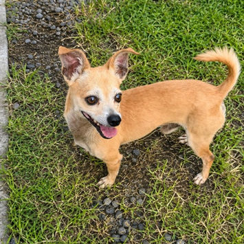 GUS, chien croisé chihuahua fauve à adopter, vu de profil, tête tournée vers sa gauche, gueule ouverte, debout