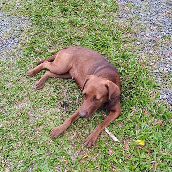 CHOKY, chienne berger créole couleur chocolat à adopter, couché dans l'herbe