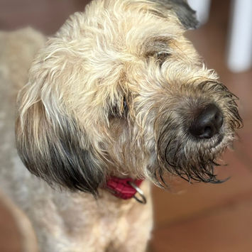 CHAPLIN, chien griffon créole à adopter. Découvrez notre association ZANG !