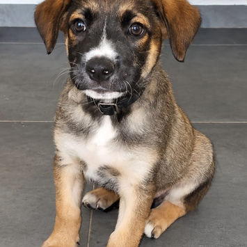 BOCA, chien berger créole à adopter, assi en intérieur, posant pour la photo
