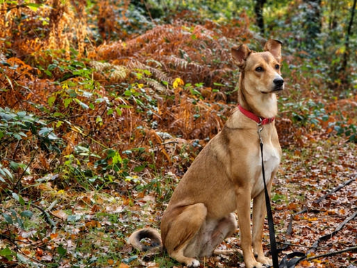 Un chien en forêt en période de chasse