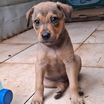 CASH, chien berger créole à adopter. Découvrez notre association ZANG !