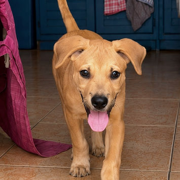 TOON, chien berger créole fauve à adopter, debout, marchant pour sortir d'une maison, langue pendante, oreilles dressées et queue relevée