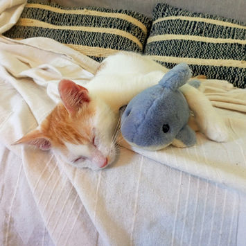 WAKOU, chat européen à adopter. Découvrez notre association ZANG !