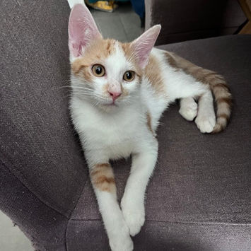LEVI, chat type européen roux et blanc à adopter. couché sur un canapé, tête levée regardant droit devant