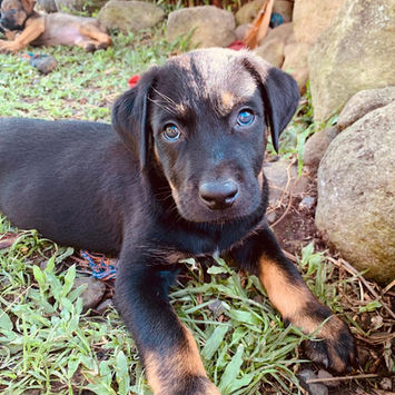 NEVIS, chien berger créole à adopter. Découvrez notre association ZANG !