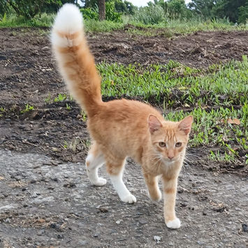 HORUS, chat européen à adopter. Découvrez notre association ZANG !