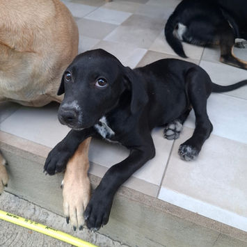 NÉRA, chienne croisée braque noire plastron blanc à adopter, couchée sur une terrasse à côté d'autres chiens, tête levée et les yeux regardant vers le haut