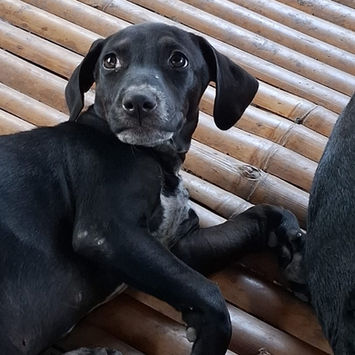 NEBBIU, chienne croisée braque noire plastron blanc à adopter, couchée sur le côté, tête levée regarant sur sa droite