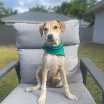 CARAMELA, chienne berger créole fauve et blanche à adopter, assise sur un fauteuil de jardin tête haute