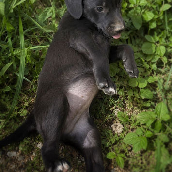 NYMEA, chienne berger créole noire tâche blanche sur le poitrail à adopter, allongée sur le dos dans l'herbe