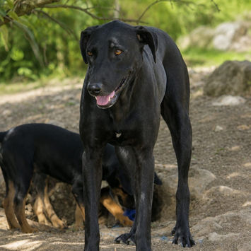 USLA, chienne berger créole noire à adopter, debout dans le jardin, entourée de chiots