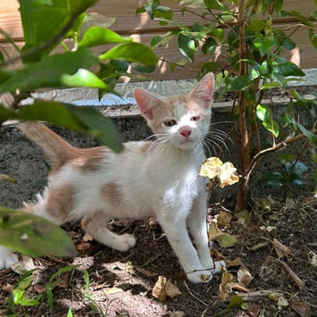 ELIOT, chat créole blanc et roux à adopter, debout en extérieur, à l'ombre