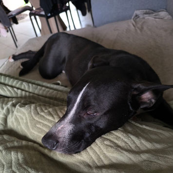 JEÏKO, chien berger créole à adopter. Découvrez notre association ZANG !