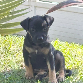 THALIE, chienne berger créole noire et feu à adopter assise de côté dans l'herbe