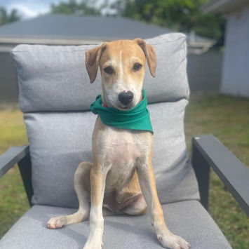 CARAMELA, chienne berger créole fauve et blanche à adopter, assise sur un fauteuil de jardin tête légèrement baissée