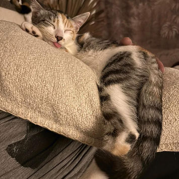 NOVA, chatte type européen à adopter. Découvrez notre association ZANG !