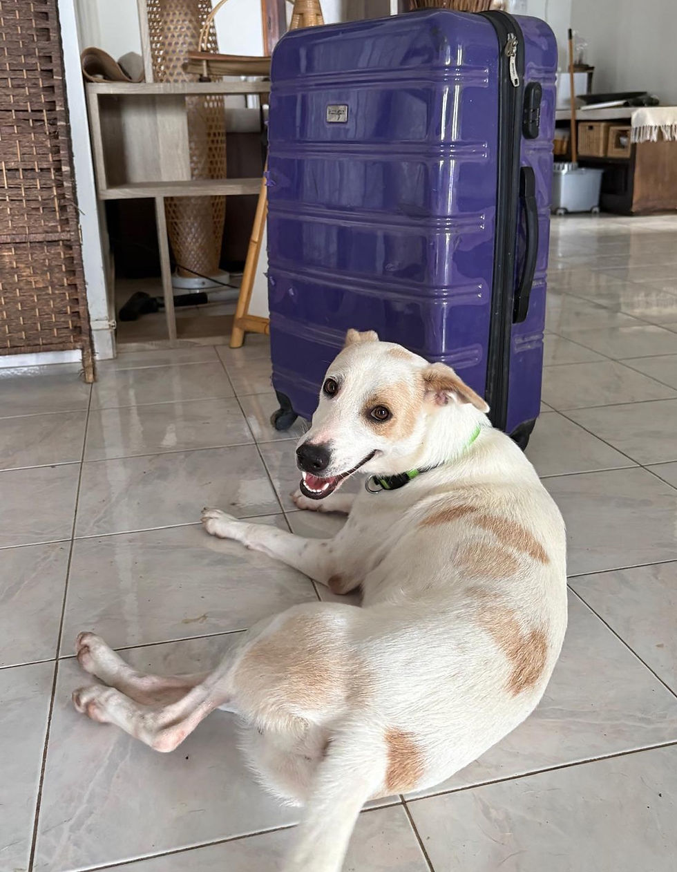 Chien créole à côté d'une valise, prêt pour le départ